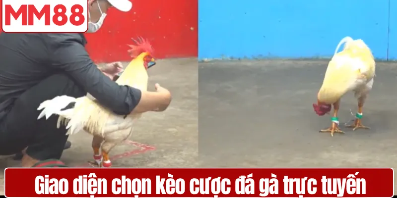 Giao diện chọn kèo cược đá gà trực tuyến